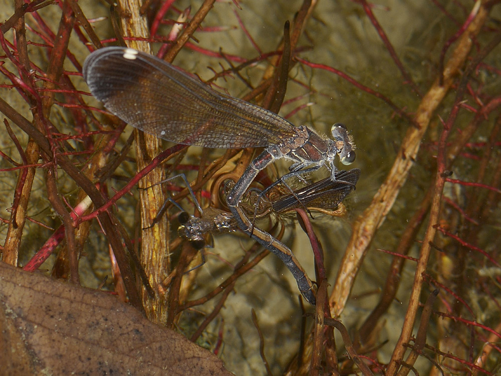 Calopteryx haemorrhoidalis? deposizione in apnea